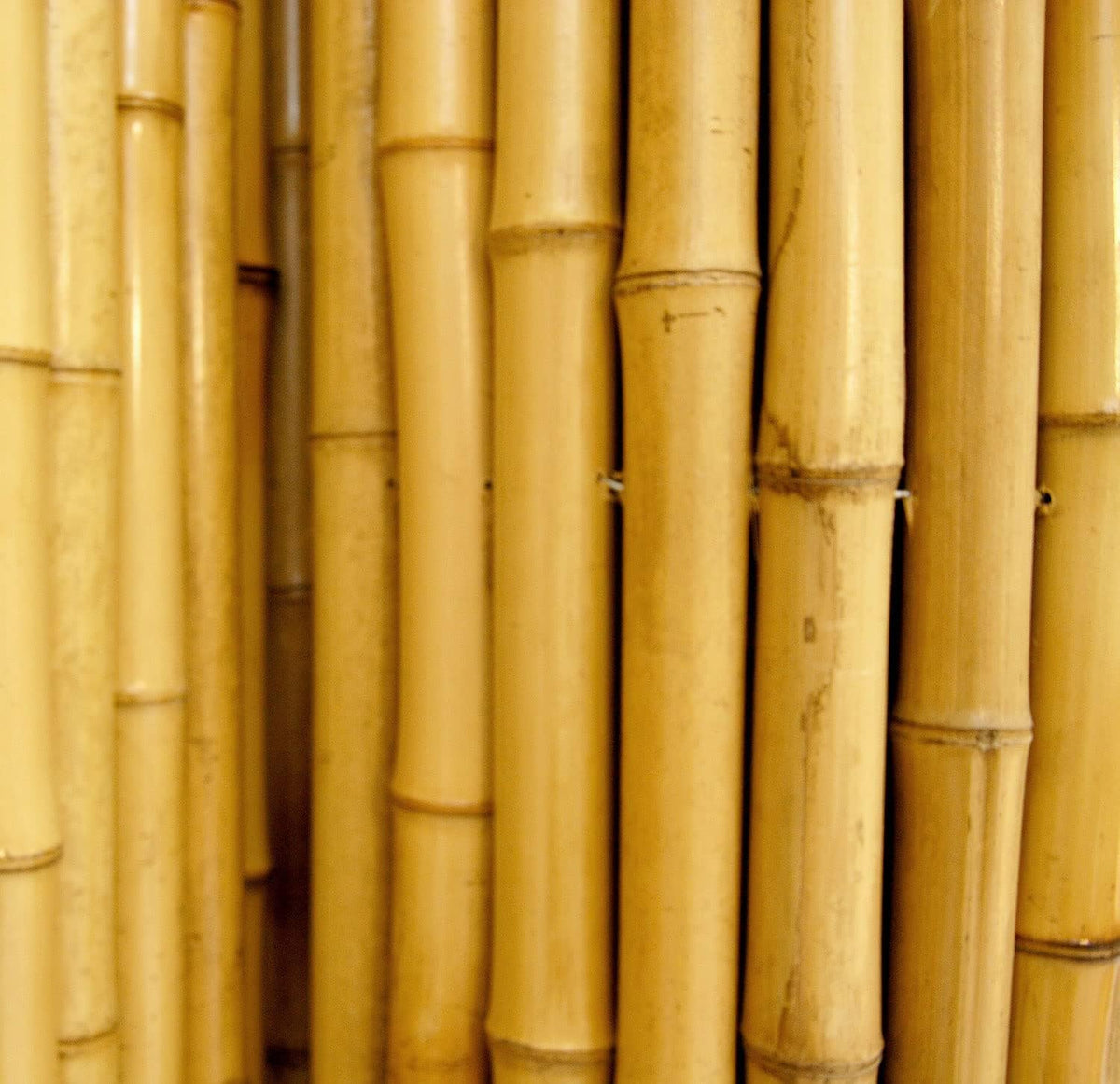 FOREVER BAMBOO Natural Bamboo Fencing Decorative Rolled Fence Panel 1 in D x 6 ft H x 8 ft L